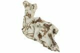 Plate Of Mosasaur (Tethysaurus?) Bones - Asfla, Morocco #241149-3